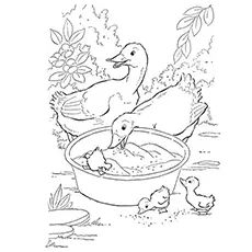 Ducks Eating Grains Coloring Sheet