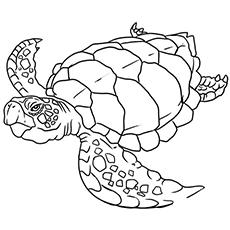 The-Flatback-Turtle