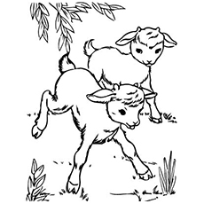 The Goat Coloring Pages