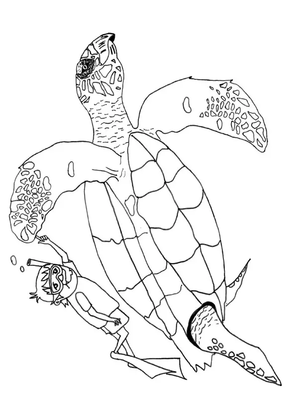 The-Hawksbill-Turtle