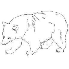 Hunting Panda Bear coloring page