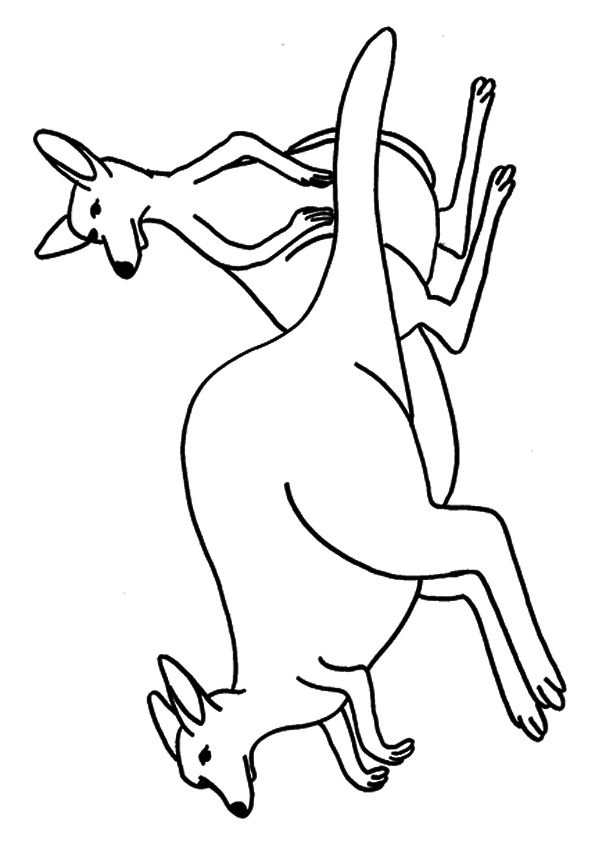 The-Kangaroos-In-Ballet-Position