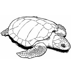 mud turtle coloring pages