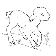 Lamb coloring page