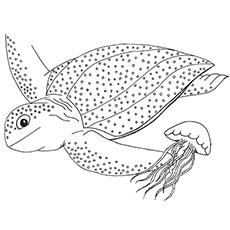 crush the turtle coloring page