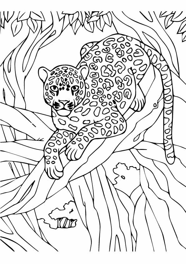 The-Leopard-on-tree