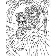 Leopard on tree coloring page