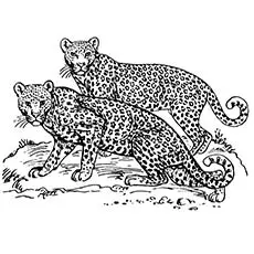 Leopards coloring page