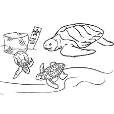 Top 10 Free Printable Cute Sea Turtle Coloring Pages Online