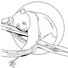 Panda Bear On A Tree coloring page