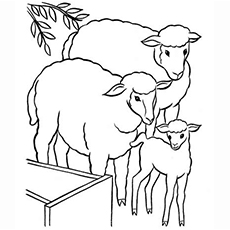 Sheep with lamb coloring page