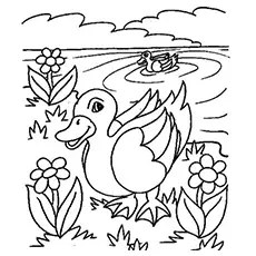 Coloring Pages of Swimming Ducks