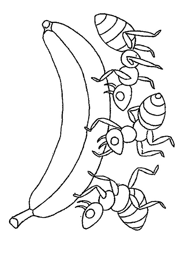 The-The-Ants-Carry-Banana