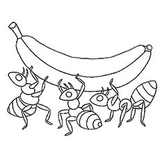 Ants carrying banana coloring page