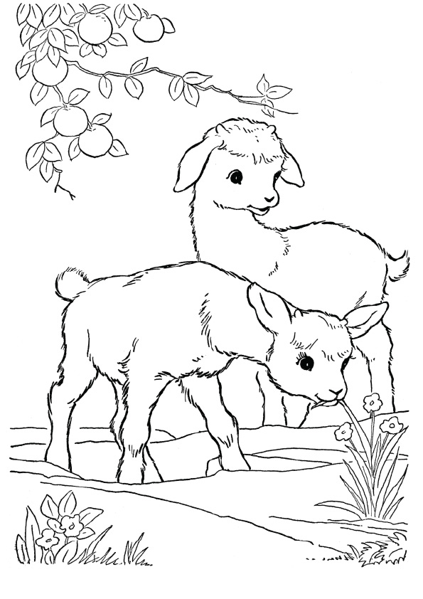 The-goat-in-the-field-coler-page