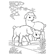 Goat in the field coloring page