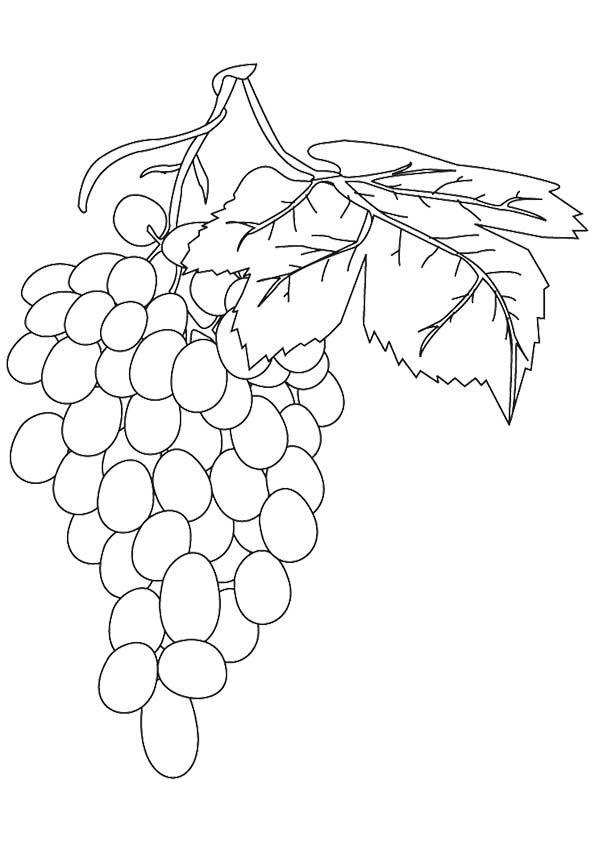 The-grapes-on-vine-color-page