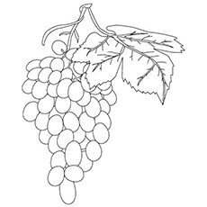 Grapes On Vine coloring page