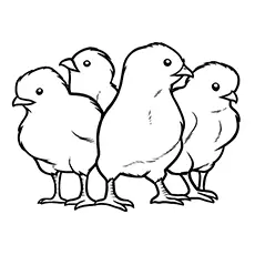 Cute Chicks Group Coloring pages