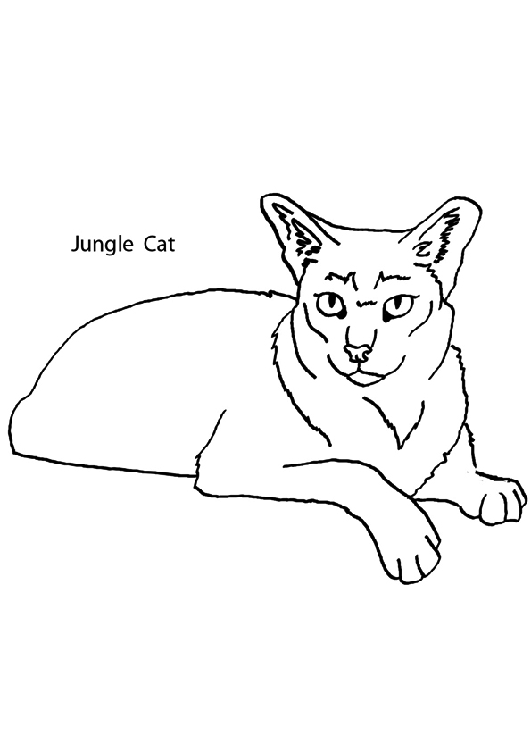 The-jungle-cat1