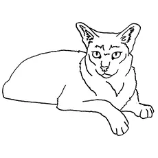 The Jungle Cat coloring page
