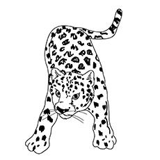 The-leopard-roring-16