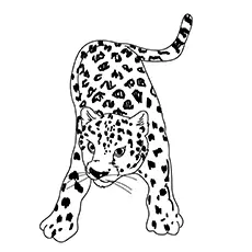 The Leopard Roaring coloring page