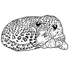 The-leopard-sleeping