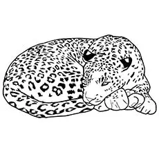 Leopard sleeping coloring page