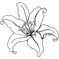 Pretty Lily, spring coloring page