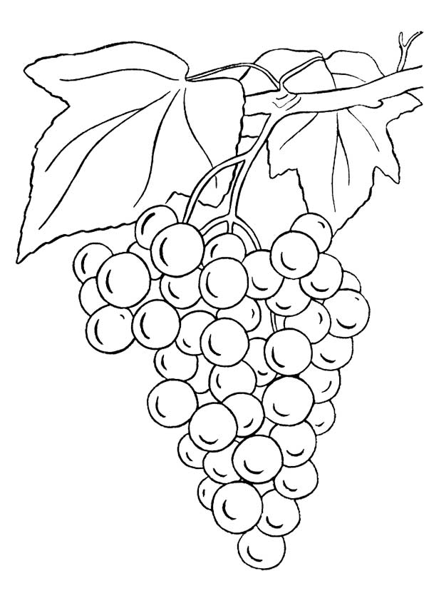 The-single-bunch-of-grapes-color-page