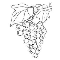 Single Bunch Of Grapes coloring page
