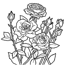 The-spring-rose