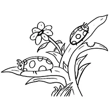 Two Ladybugs On Different Leaves coloring page
