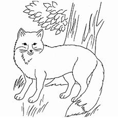 The wild jackal Jungle Animal coloring page