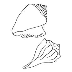 Types of sea shell coloring page