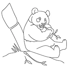 Zoo Panda Bear coloring page