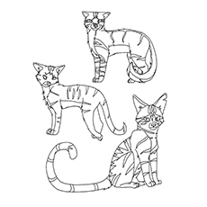 Coloring Page Of Warrior Cat Clan