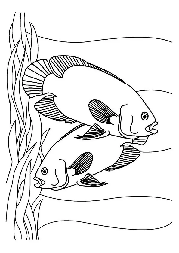 a-fish-couple