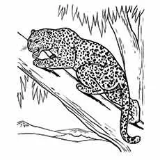Leopard Animal drawing coloring Page
