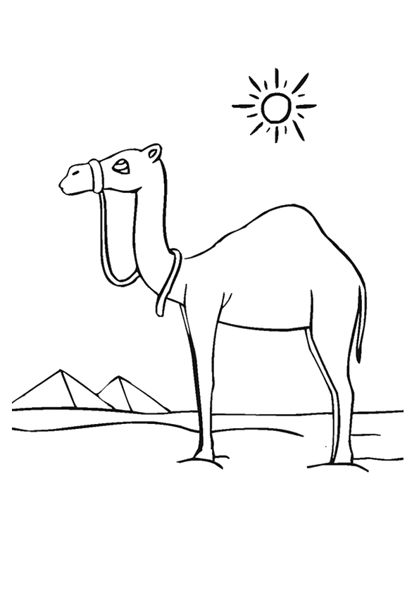 arabian-camel