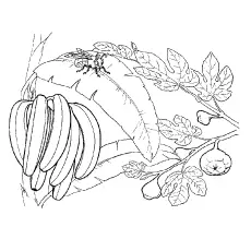 Coloring page of bananas and bee on leaf