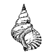 Coloring page of big shell