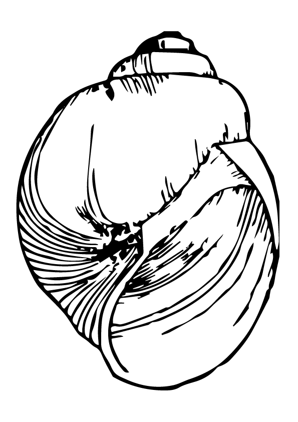 big-size-shell