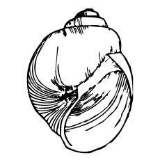 Coloring page of big size shell