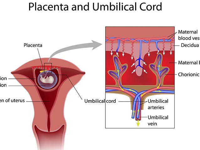 Blood Clot 4 Weeks Pregnant Reddit