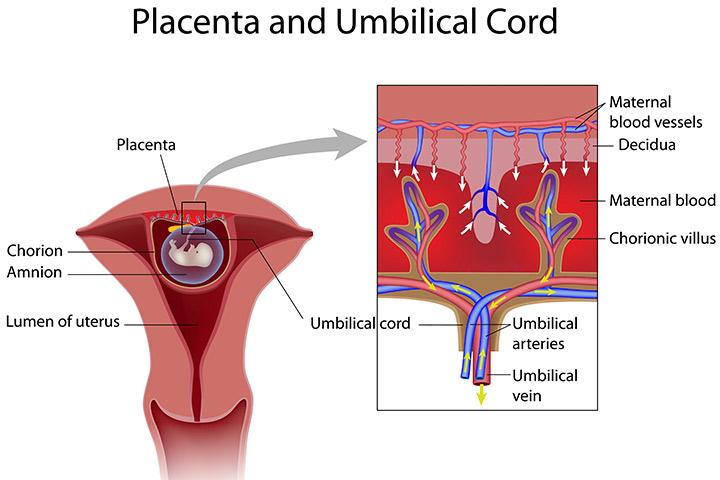 Placental Circulation Flow Chart