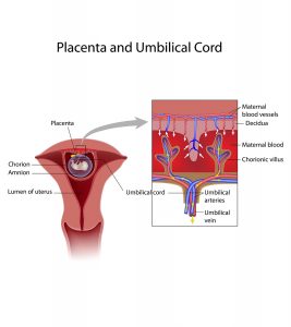 11 Unexpected Causes Of Blood Clots In Placenta During Pregnancy