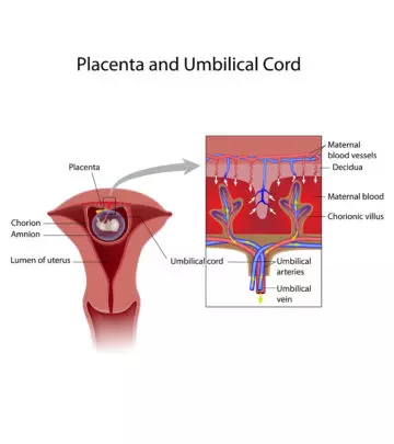 blood-flow-during-pregnancy1