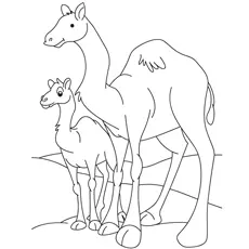 Camel And Baby Camel coloring page